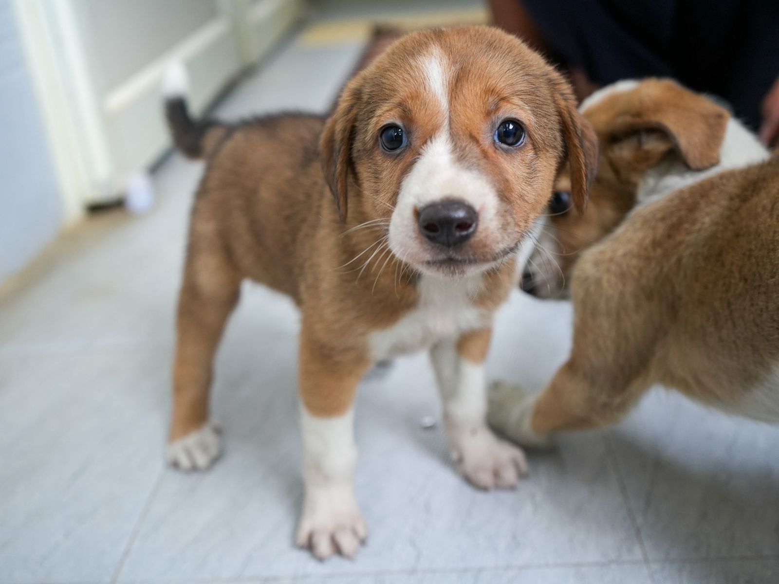 Photo of Bolt