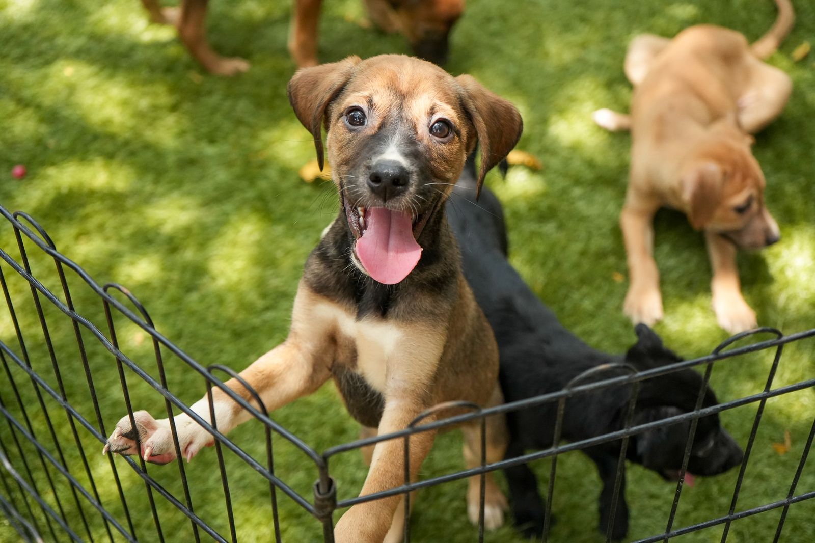 Photo of Brownie