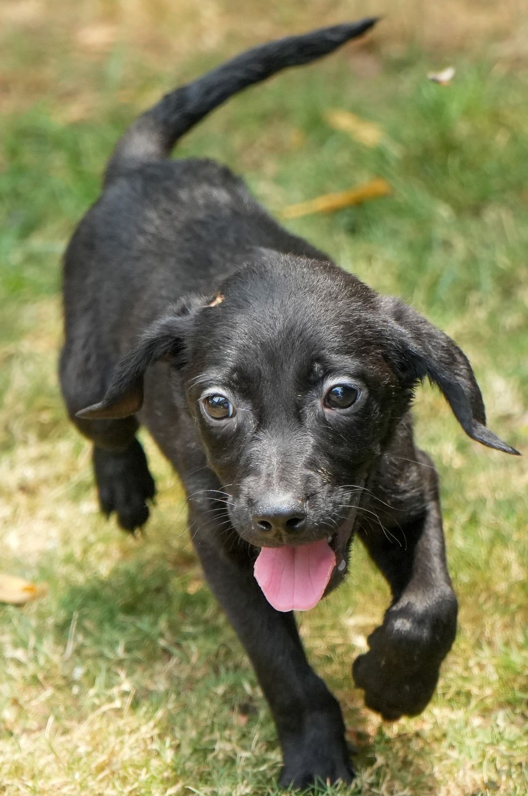 Photo of Cooper