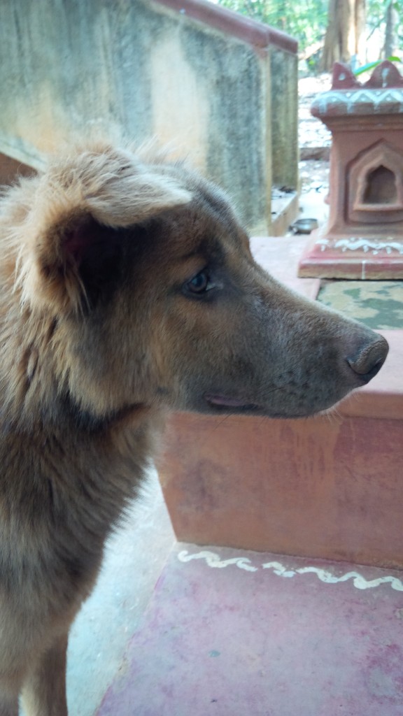 Brownie