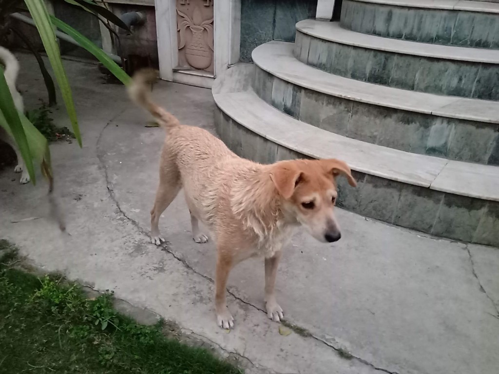 Goldie outside