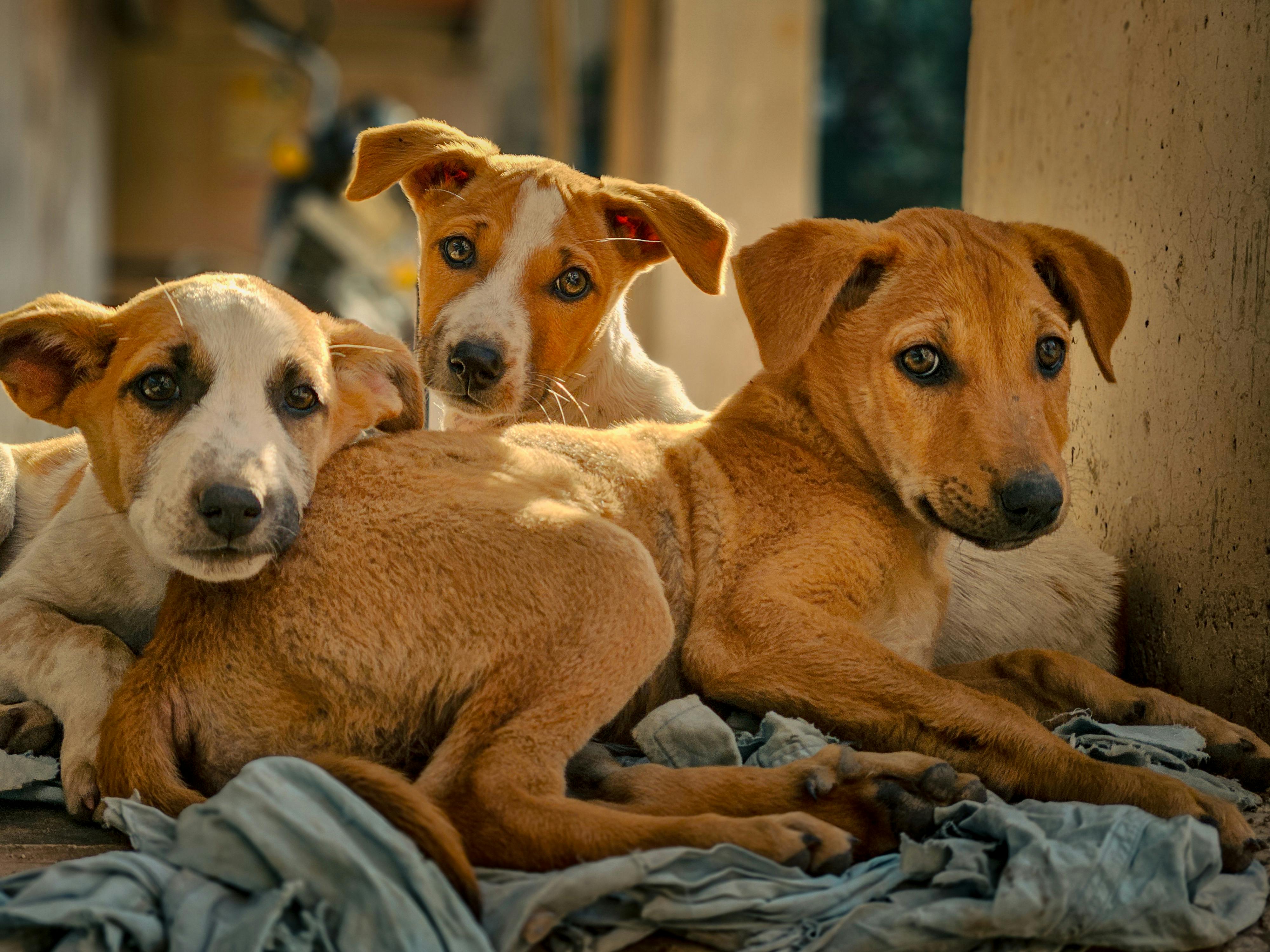 Golden Retriever looking up — a street dog full of hope