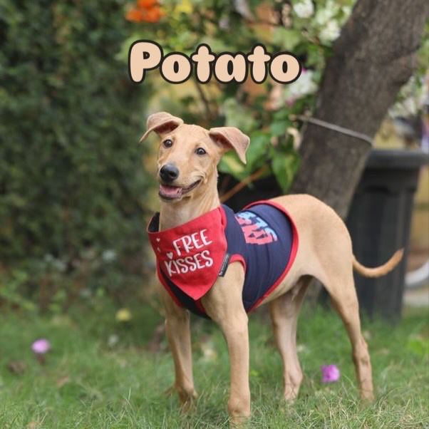 Photo of Potato