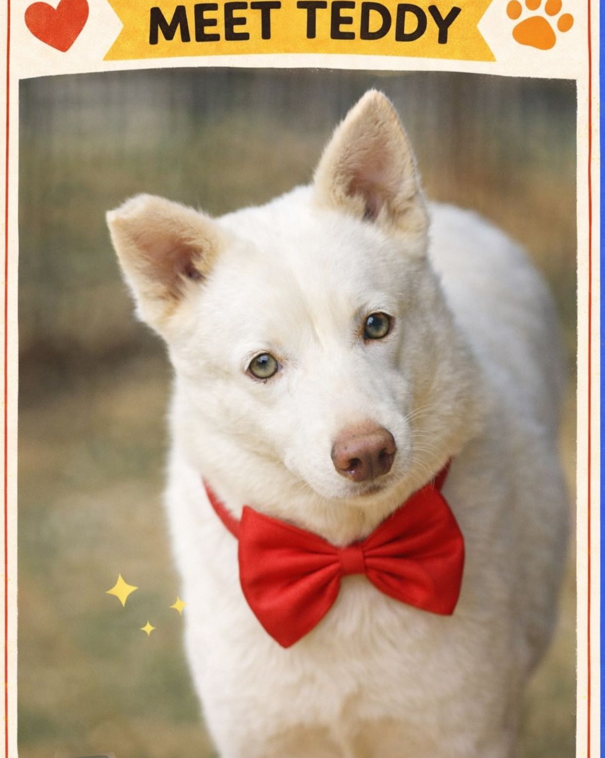 Photo of Teddy